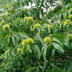 栗山特産「栗山栗」たっぷりのパウンドケーキ(まるまる2本入り） 9枚目の画像