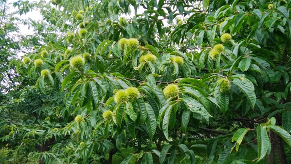 栗山特産「栗山栗」たっぷりのパウンドケーキ(まるまる2本入り） 9枚目の画像