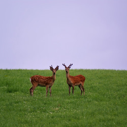 栗山特産「栗山栗」たっぷりのパウンドケーキ(まるまる2本入り） 11枚目の画像