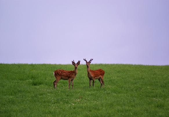 栗山特産「栗山栗」たっぷりのパウンドケーキ(まるまる2本入り） 11枚目の画像