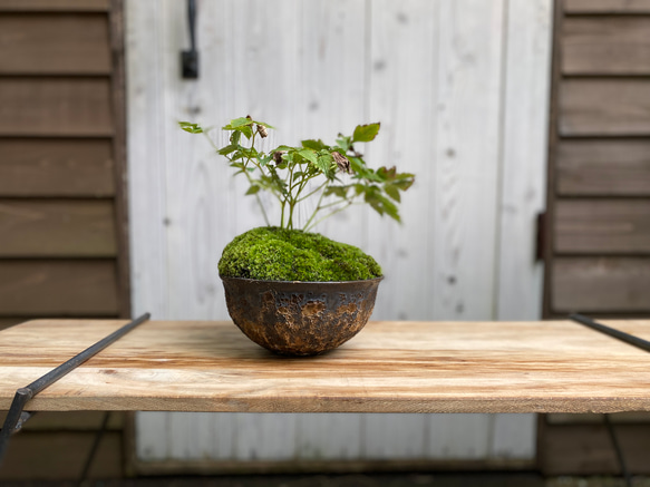 雑木盆栽/陶芸家と盆栽作家のコラボ作品/インテリア 1枚目の画像