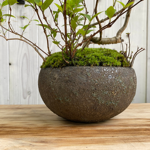 雑木盆栽/陶芸家と盆栽作家のコラボ作品/インテリア/寄せ植え 盆栽