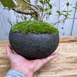 雑木盆栽/陶芸家と盆栽作家のコラボ作品/インテリア/寄せ植え 4枚目の画像