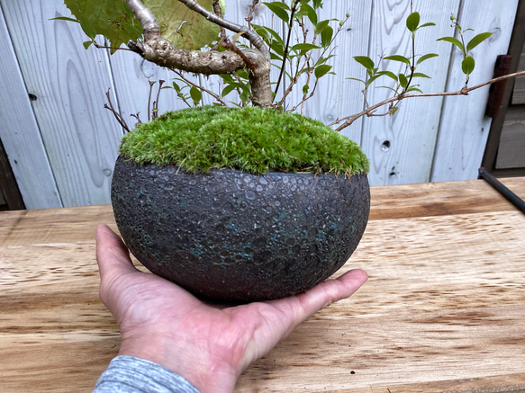 雑木盆栽/陶芸家と盆栽作家のコラボ作品/インテリア/寄せ植え 4枚目の画像