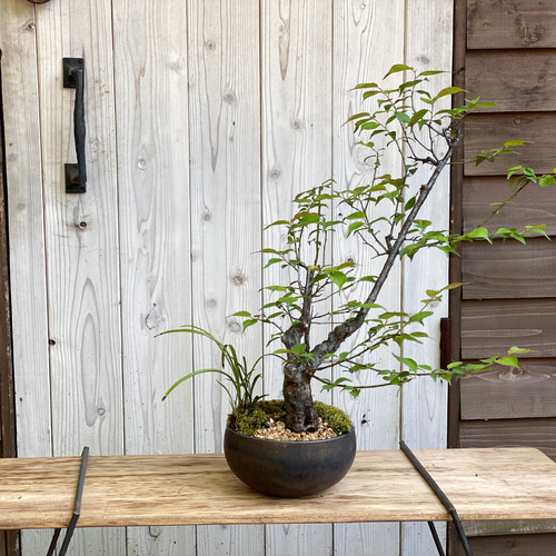 大型盆栽/雑木盆栽/陶芸家・中川智治とコラボして作る盆栽/インテリア