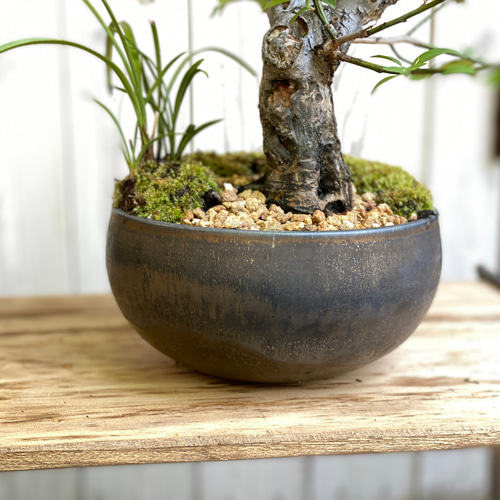 大型盆栽/雑木盆栽/陶芸家・中川智治とコラボして作る盆栽/インテリア