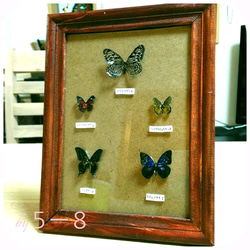 インテリアの蝶 pecimenbox5_09.png