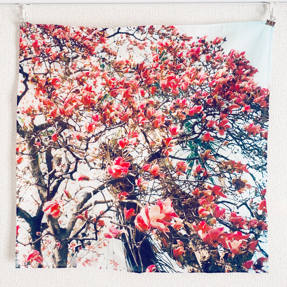 持ち歩ける季節の花　フラワーフォトプリント　大判ハンカチ　木蓮 2枚目の画像