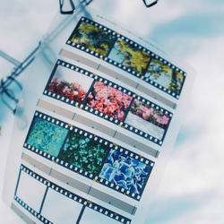 35mm　ポジフィルム風クリアブックマーカー　いろいろな花　４枚セット 8枚目の画像
