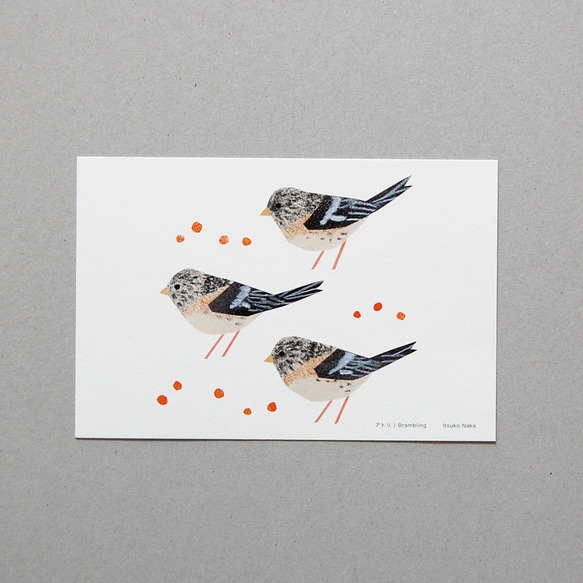 渡り鳥ポストカード（大判サイズ）４種セット 2枚目の画像