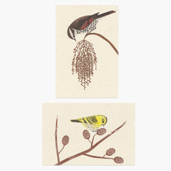 堅果和野鳥明信片（6 件套） 第2張的照片