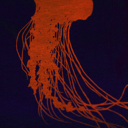 Jellyfish Tシャツ XLサイズ 3枚目の画像