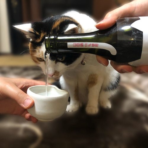 猫の形がかわいい！」猫のぐい呑み 三毛猫みぃちゃんモデル