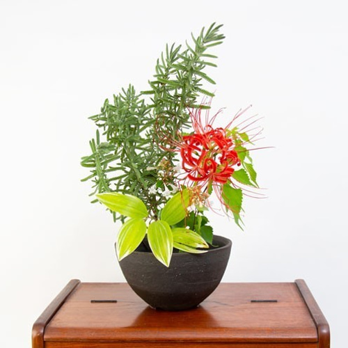 美濃焼植木鉢 平鉢 茶 一輪挿し・花瓶・花器 patio 通販