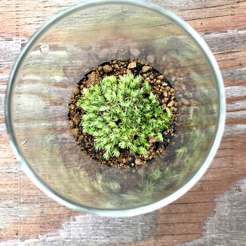 MOSSCOMMUNE【苔テラリウム】ホソバオキナゴケ一種 その他インテリア