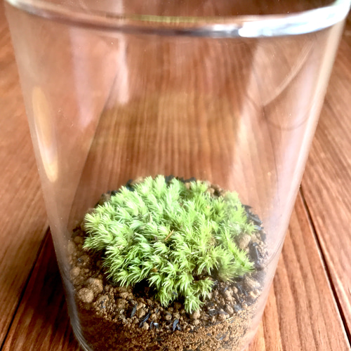 MOSSCOMMUNE【苔テラリウム】ホソバオキナゴケ一種 その他インテリア