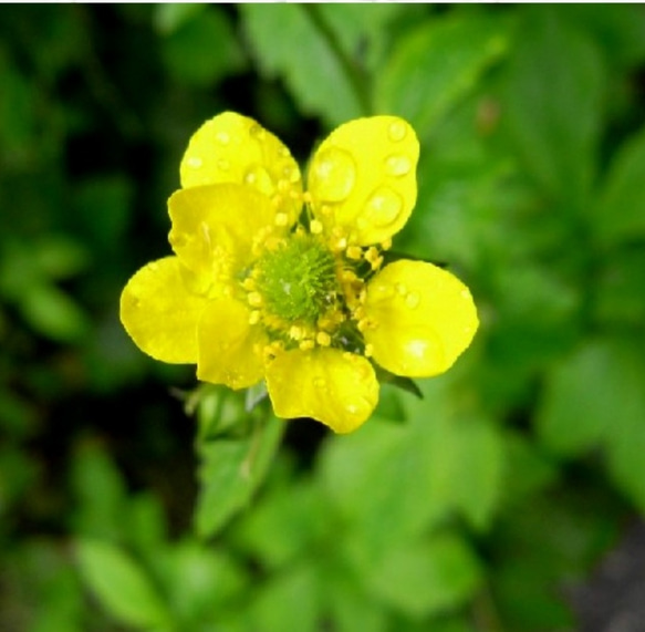 完成品 花名『カルタパルストゥリス』  スイスアルプスの小さな草花をクロスステッチにより小さなフレームに収めてみました。 2枚目の画像