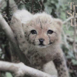 The cheetah cub 3枚目の画像