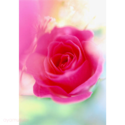 14kgf ピンクレッドのバラ 花宝石ピアス/イヤリング 9枚目の画像