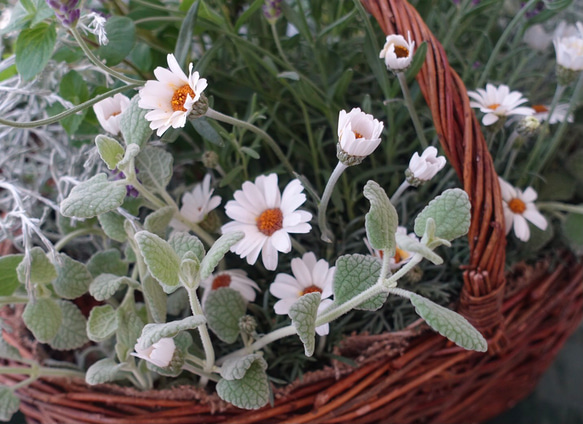 グリーンハーブとラベンダーの花籠 5枚目の画像