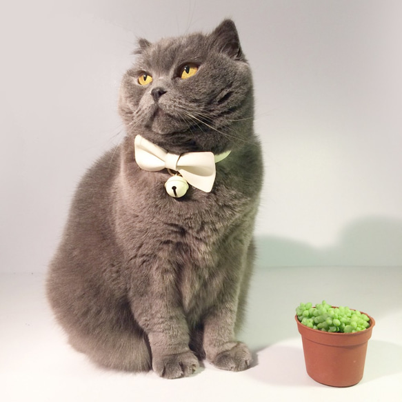 Zemoneni Pets  Bow tie collection 牛革ペットカラー 猫の首輪 犬の首輪 1枚目の画像