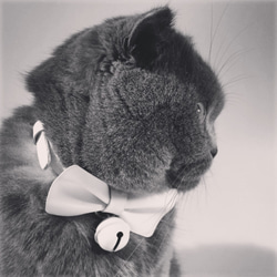 Zemoneni Pets  Bow tie collection 牛革ペットカラー 猫の首輪 犬の首輪 6枚目の画像