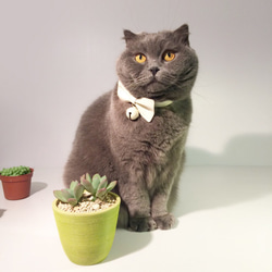Zemoneni Pets  Bow tie collection 牛革ペットカラー 猫の首輪 犬の首輪 8枚目の画像
