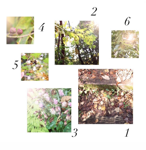 Window of the forest 1-2 2枚目の画像