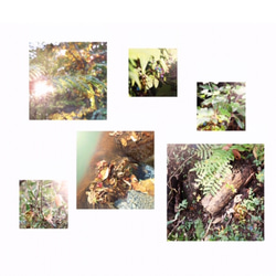Window of the forest 1-3 1枚目の画像