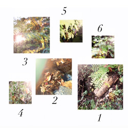 Window of the forest 1-3 2枚目の画像