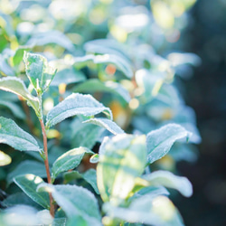 おうちでお茶の時間　深蒸し煎茶 2枚目の画像