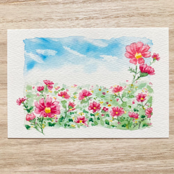 3枚セット「秋空のコスモス」水彩画イラストポストカード
