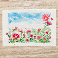 3枚セット「秋空のコスモス」水彩画イラストポストカード　コスモス　秋桜　花　秋 1枚目の画像