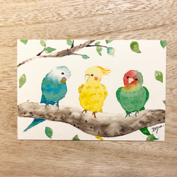 3枚セット「仲良しインコたち」水彩画イラストポストカード 鳥 ポスト