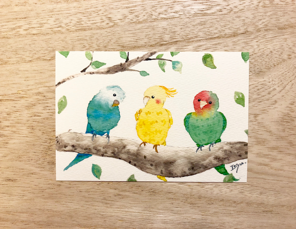 3枚セット「仲良しインコたち」水彩画イラストポストカード　鳥　 1枚目の画像