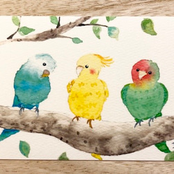 3枚セット「仲良しインコたち」水彩画イラストポストカード　鳥　 2枚目の画像