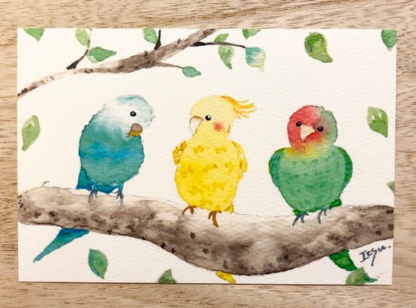 3枚セット「仲良しインコたち」水彩画イラストポストカード　鳥　 2枚目の画像