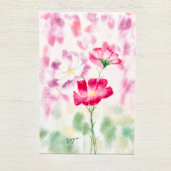 3枚セット「可憐なコスモス」水彩画イラストポストカード 秋桜
