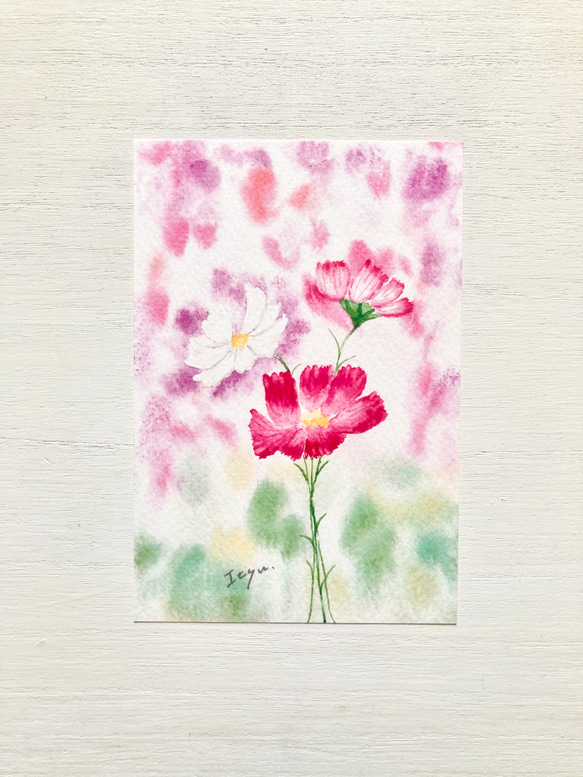 3枚セット「可憐なコスモス」水彩画イラストポストカード　秋桜　秋　敬老の日　花 1枚目の画像