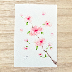 透明水彩画　3枚セット「ふんわりさくら」イラストポストカード　桜　サクラ　春　花　メッセージカード　バースデーカード　 1枚目の画像
