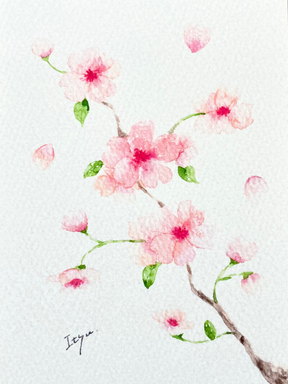 透明水彩画　3枚セット「ふんわりさくら」イラストポストカード　桜　サクラ　春　花　メッセージカード　バースデーカード　 2枚目の画像