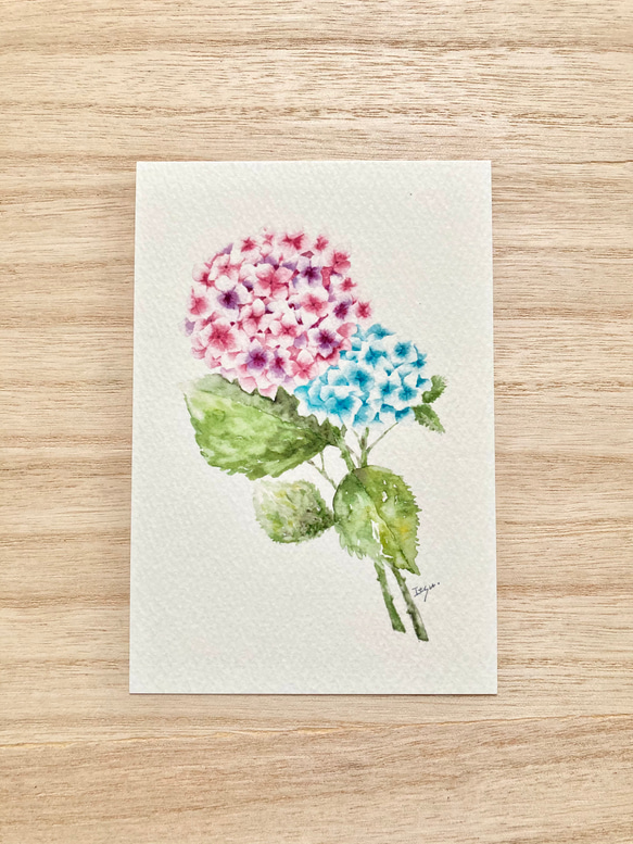 3枚セット「紫陽花」水彩画イラストポストカード アジサイ