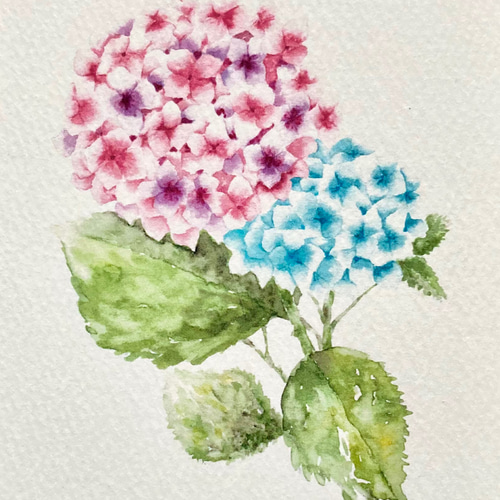 3枚セット「紫陽花」水彩画イラストポストカード アジサイ 3枚セット「紫陽花」水彩画イラストポストカード アジサイ