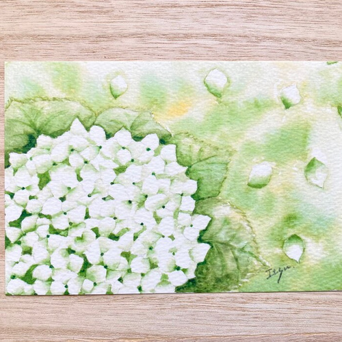 3枚セット「アナベル」北欧水彩画イラストポストカード 花 フラワー