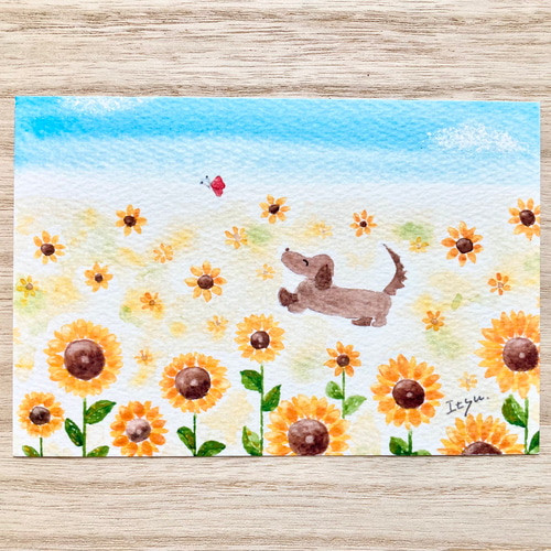3枚セット「ダックスちゃんとひまわり」水彩画イラストポストカード