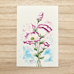 3枚セット「トルコキキョウ」水彩画イラストポストカード 花