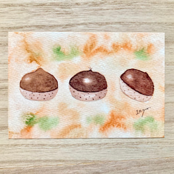 透明水彩画3枚セット「栗ころりん」イラストポストカード クリ くり 秋