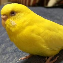 【インコのピアス or イヤリング】羽毛とワイヤーの鳥ピアス 北欧テイスト フェザー 小鳥 10枚目の画像