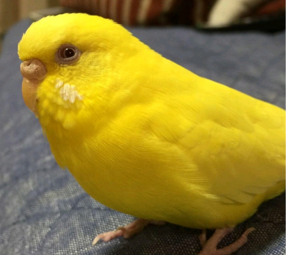 【インコのピアス or イヤリング】羽毛とワイヤーの鳥ピアス 北欧テイスト フェザー 小鳥 10枚目の画像