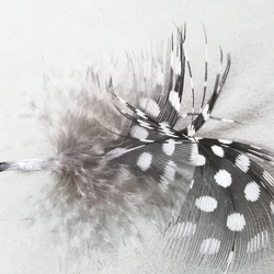 【ほろほろ鳥】羽毛とワイヤーの鳥モビール ドット柄 北欧 ホロホロチョウ シンプル フェザー インテリア 小鳥 3枚目の画像